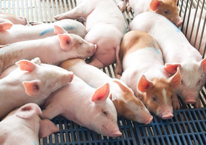 養(yǎng)豬場(chǎng)凈水設(shè)備優(yōu)勢(shì)